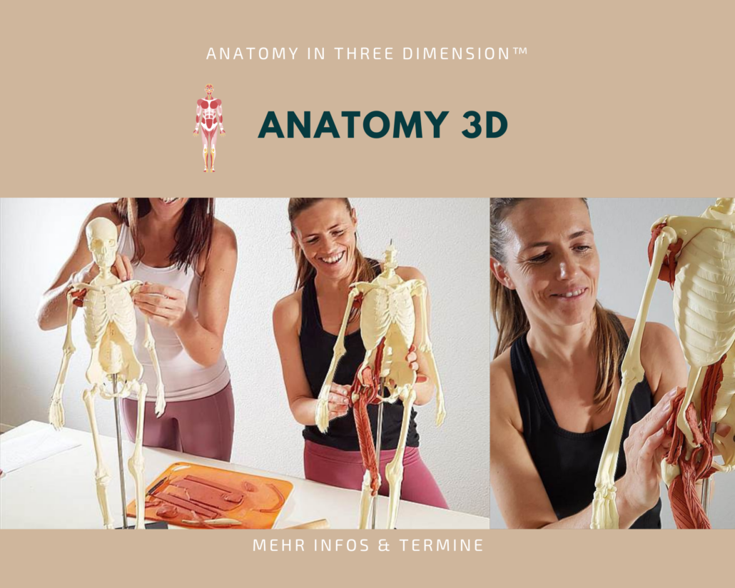 Anatomy 3D